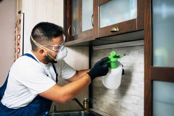 Wasp Removal Services in Paw Paw Lake, MI